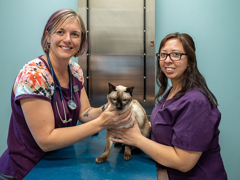 Veterinary Services in Arvada, CO | Jefferson Animal Clinic